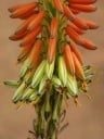 Graines d'Aloe gariepensis, 10 pcs, succulent aux feuilles orange en rosette, plantation pour collectionneurs et compositions succulentes 3
