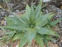 Graines d'Aloe maculata Robusta, 10 pcs, cultivar robuste d'aloe tachetée, plantation pour collectionneurs et collections de succulentes 3
