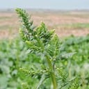 Graines d'épinard Spinacia oleracea 100 pcs Légume à feuilles avec des feuilles comestibles vert foncé Pour le jardin et les jardinières 2