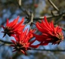 Graines d'Erythrina Lysistemon 10 pcs Fleurs Rouge Brillant Arbre Corail Décoratif Pour Culture En Pot À Domicile Ou Au Jardin 1