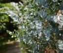 Graines d'eucalyptus Eucalyptus Gamophylla 20 pcs Feuilles Argentées Vert-bleu Arbre Ornemental Eucalyptus Pour Culture À Domicile Et Au Jardin 2