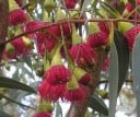 Graines d'eucalyptus Eucalyptus Leucoxylon Megalocarpa 50 pcs Fleurs Rose-Rouge Feuilles Vertes Arbre Ornemental Pour Culture Dans le Jardin 3