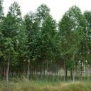Graines d'eucalyptus Eucalyptus Pellita 20 pcs Fleurs Blanc Crème Feuilles Vertes Arbre Ornemental Élevé Pour Culture à Domicile ou au Jardin 2