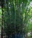 Graines de bambou Dendrocalamus membranaceus 50 pcs variété adulte avec des tiges bleu-vert pour la plantation dans le jardin et la création de haies 2