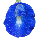 Graines de clitoria ternatea Clitoria ternatea 10 pcs plante grimpante à fleurs bleues pour le thé butterfly pea culture à partir de graines 1