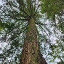 Graines de douglas Pseudotsuga menziesii 10 pcs Conifère toujours vert avec des aiguilles vertes Pour le jardin et la culture de bonsaï 1