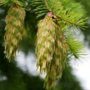Graines de douglas Pseudotsuga menziesii 10 pcs Conifère toujours vert avec des aiguilles vertes Pour le jardin et la culture de bonsaï 2