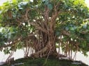 Graines de Figuier Ficus Obliqua 20 pcs Feuilles Vertes Arbre Ornemental Imposant Bonsai Plante d'Intérieur Pour Culture Dans l'Appartement 5