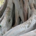 Graines de Figuier Ficus Racemosa 50 pcs Fruits Verts à Rouges Arbre Ornemental Bonsai Plante d'Intérieur à Cultiver dans l'Appartement et au Jardin 3
