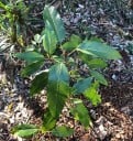 Graines de Figuier Ficus Racemosa 50 pcs Fruits Verts à Rouges Arbre Ornemental Bonsai Plante d'Intérieur à Cultiver dans l'Appartement et au Jardin 4