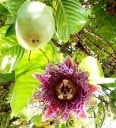 Graines de grande granadilla Passiflora quadrangularis 10 pcs Plante grimpante avec de grands fruits comestibles et des fleurs colorées Pour la serre et le support 3