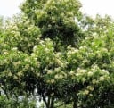 Graines de l'arbre Schima superba 10 pcs Arbre ornemental avec des fleurs blanches et un centre jaune Pour la culture et en serre et pour bonsaï 3