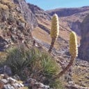 Graines de la plante Puya yakespala 10 pcs Bromélie ornementale avec des inflorescences jaune-vert et une rosette de feuilles épineuses À cultiver ou en serre 1