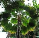 Graines de palmier Pritchardia pacifica 5 pcs Palmier ornemental à feuilles en éventail vertes 2