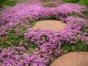 Graines de thym Thymus serpyllum 1000 pcs Plante couvre-sol avec des fleurs rose-violet et des feuilles aromatiques Pour les rocailles et les jardinières 2
