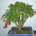 Granaatappelzaad Punica granatum var. nana 10 stuks Dwergstruik met oranje bloemen Voor het kweken van bonsai en in potten en kassen 2
