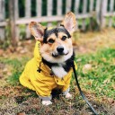 Gul jakke til hunde 2