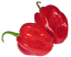 Habanero red Savina csípős paprika mag 30 db Habanero chili mag Könnyen termeszthető 1