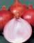 Hagyma Amposta Purple Allium cepa Lilahagyma Könnyen termeszthető a szabadban 2000 mag 2