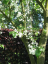 Halézie karolínska Halesia carolina malý opadavý strom Jednoduché pestovanie vonku 5 ks semienok 2