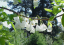 Halézie karolínska Halesia carolina malý opadavý strom Jednoduché pestovanie vonku 5 ks semienok 4