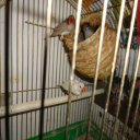 Handgefertigtes Vogelnest aus Stroh 12,5 x 12,5 cm Dekoratives Naturhaus für Vögel Nest für Käfig und Balkon 4