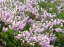 Hanga Calluna vulgaris Örökzöld cserje Könnyen termeszthető, gyors növekedésű 1000 mag 1