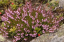 Hanga Calluna vulgaris Örökzöld cserje Könnyen termeszthető, gyors növekedésű 1000 mag 2