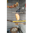 Hangende spiezen voor voedsel van roestvrij staal 15 cm voor papegaaien Voederhuisje voor in de kooi met een onderlegger van 3 cm Duurzame houder 2