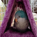 Hängendes Flanellnest für Vögel 17 x 12 x 13 cm Warmer Unterschlupf für Käfige Weiche Schlafplätze für Wellensittiche Papageien Kanarienvögel Heimvögel 2