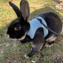 Harnais en mesh respirant avec laisse pour furets, cobayes et lapins de 0,4 à 0,8 kg Harnais doux réglable pour petits animaux domestiques 3