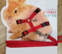Harnais pour lapins 1