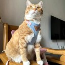 Harnais réglable pour chats et petits chiens 10–14 kg L Harnais respirant avec laisse et maille Équipement extérieur confortable 4