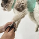 Harnais suspendu pour le bain des chats 3