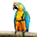 Harnas voor vogels met trainingslijn 167 cm Nylon veiligheidsriem Omtrek 42 cm Verstelbaar licht harnas voor vliegen 2