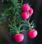 Hegyi rózsabogyó Leptecophylla juniperina Kétlaki cserje Könnyen termeszthető a szabadban 10 mag 1