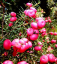 Hegyi rózsabogyó Leptecophylla juniperina Kétlaki cserje Könnyen termeszthető a szabadban 10 mag 3