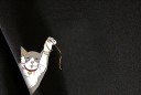 Herresweatshirt med kat F71 3