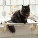 Holzliegeplatz für Katzen auf Fensterbank und Bettgestell 50 x 38 cm Weicher Plüschbezug Verstellbare Halterungen Weißes Katzenliege 7
