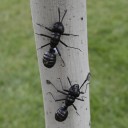 Hormiga decorativa en miniatura 2 uds. 2