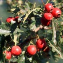 Hromadné balení semen hloh peřenoklaný Crataegus pinnatifida 100 ks ovocný strom s červenými malvicemi pro krajinné a agrolesnické projekty 3