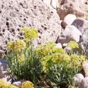 Hromadné balení semen mořský fenykl Crithmum maritimum 100 ks halofytní bylina pro velkoplošnou kultivaci a obnovu pobřežní vegetace 2