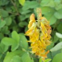 Hromadné balení semínek Crotalaria pallida 100 ks tropická bobovitá rostlina se žlutými hrozny pro velkoplošné zelené hnojení 1