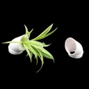 Hydroponic Growing Cups 10 pcs 6