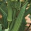 Ibišek jedlý semínka Okra burgunda snadné pěstování  uvnitř, venku, na záhonech, v květináčích Ibiškovec jedlý semena 10 ks 2