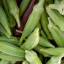 Ibištek jedlý semienka Okra burgunda ľahké pestovanie vo vnútri, vonku, na záhonoch, v kvetináčoch Ibištekovec jedlý semená 10 ks 4