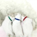 Identification Collars for Puppies 12 pcs 2