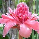 Ingefærfrø Etlingera Elatior Fakkel Ingefær 10 stk. Lyserøde Blomster Dekorativ Tropisk Plante Til Dyrkning I Lejlighed Og I Have 2