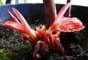 Ingwer-Samen Zingiber rubens 5 Stk. Tropische Staude mit rot-weißer Blüte und Rhizom Zum Anbauen und für Töpfe auf der Terrasse 2