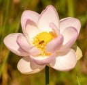 Intian lootuksen siemenet Nelumbo nucifera Pink 10 kpl Vesikasvi suurilla vaaleanpunaisilla kukilla Puutarhan lampeen ja vesiastioihin 2